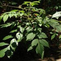 Cipadessa baccifera (Roth) Miq.
